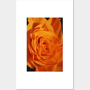 Orange Rose Closeup Posters and Art